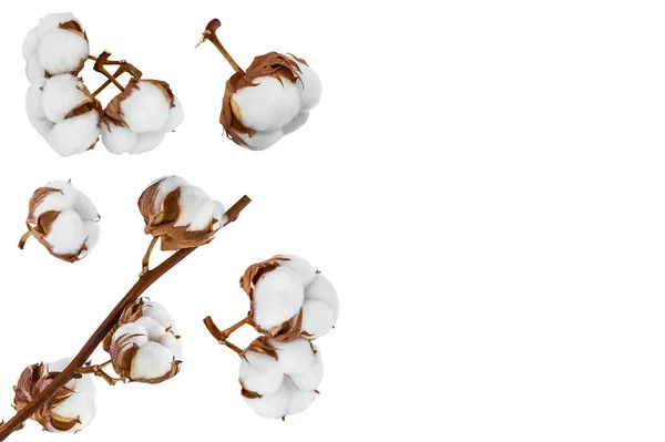 Хлопок Цветок Растения Изолированы Белом Фоне Полной Глубиной Резкости Набор — стоковое фото