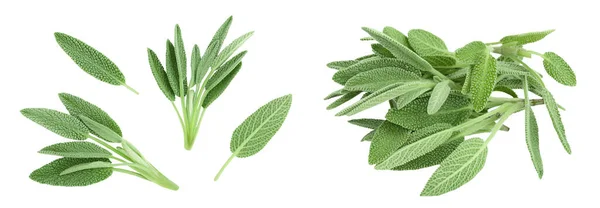 Fresh Sage Herb Isolated White Background Full Depth Field Top — Fotografia de Stock