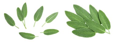 fresh sage herb isolated on white background with full depth of field, Top view. Flat lay,