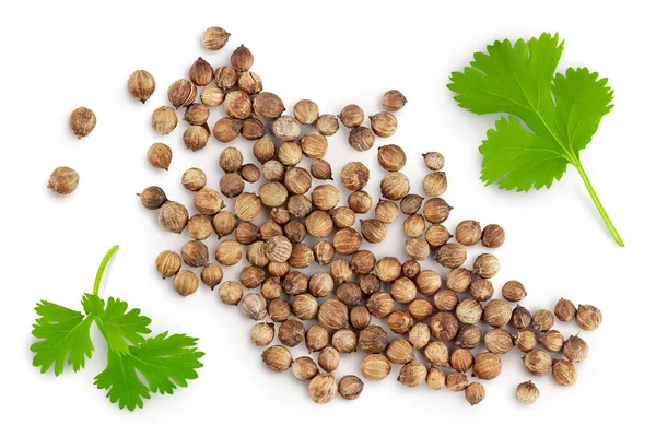 Сушеные Семена Кориандра Свежим Зеленым Листом Выделены Белом Фоне Вид — стоковое фото