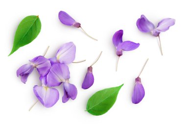 Wisteria çiçekleri beyaz arka planda izole edilmiş, geniş bir alana yayılmış. Üst Manzara. Düz yatıyordu.