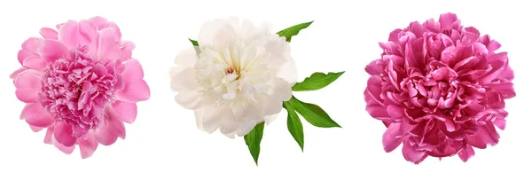 Yakın Çekim Şakayık Çiçeği Beyaz Arka Plan Üzerinde Izole — Stok fotoğraf