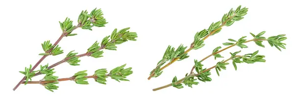 Fresh Thyme Isolated White Background Full Depth Field Top View —  Fotos de Stock
