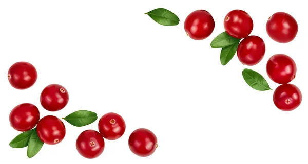 Cranberry Com Folhas Isoladas Fundo Branco Com Profundidade Total Campo — Fotografia de Stock