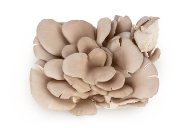 Beyaz arka planda izole edilmiş istiridye mantarları geniş bir alana yayılmış. Üst Manzara. Düz yatıyordu.