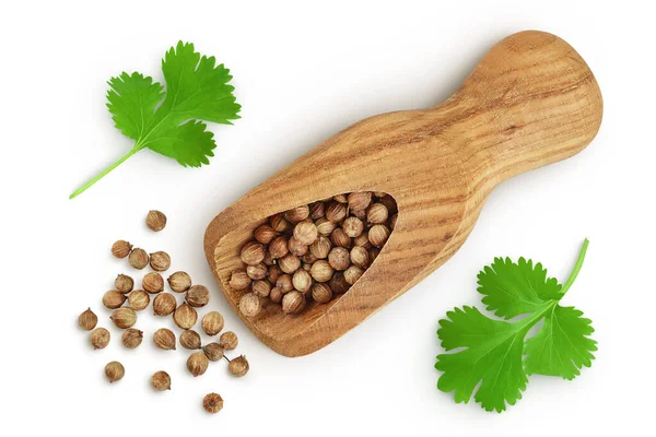Dried Coriander Seeds Wooden Scoop Fresh Green Leaf Isolated White — Stockfoto
