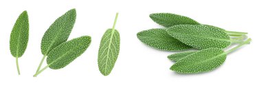 fresh sage herb isolated on white background with full depth of field, Top view. Flat lay,