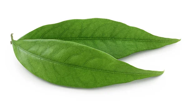 Zielony Liść Liczi Izolowany Białym Tle — Zdjęcie stockowe