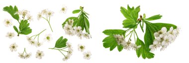 Hawthorn veya Crataegus monogyna şubesi beyaz arka planda izole edilmiş çiçeklerle.