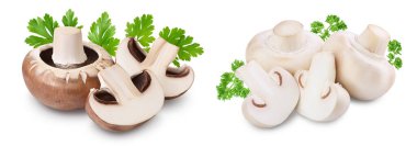 Kraliyet Kahverengi ve Beyaz Şampiyonu, beyaz arka planda tam derinlikte izole edilmiş..