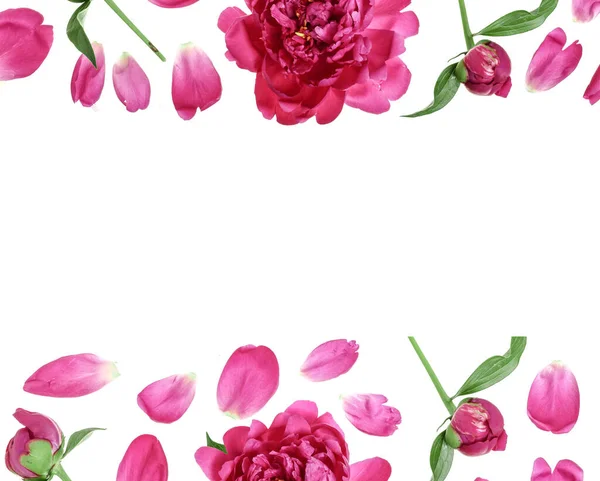 ピンクの牡丹の花が白の背景にテキストのコピー スペースに分離します 平面図です フラット レイアウト パターン — ストック写真