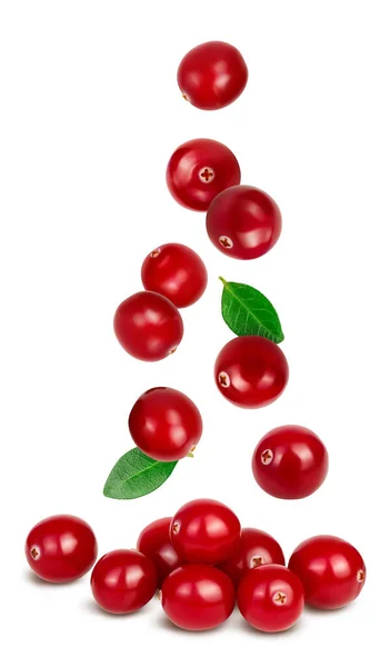 Cranberry Απομονωμένο Λευκό Φόντο Πλήρες Βάθος Πεδίου — Φωτογραφία Αρχείου