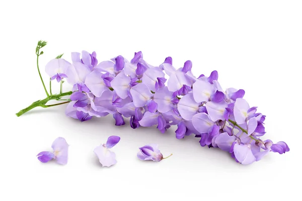 stock image Wisteria flowers isolated on white background with full depth of field.