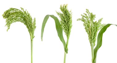 Beyaz arka plan üzerinde izole yeşil ham darı.