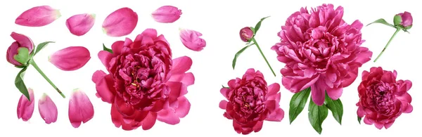 Pink Peony Flower Isolated White Background Top View Flat Lay — Stock Photo, Image