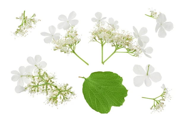 Viburnum Floare Izolat Fundal Alb Privire Sus Plat Lay — Fotografie, imagine de stoc