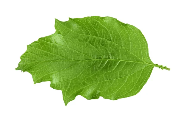 Foglia Viburnum Verde Isolata Sfondo Bianco — Foto Stock
