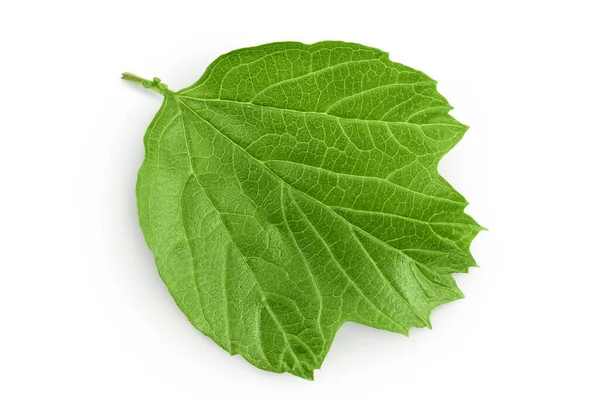 Zielony Liść Viburnum Izolowany Białym Tle — Zdjęcie stockowe