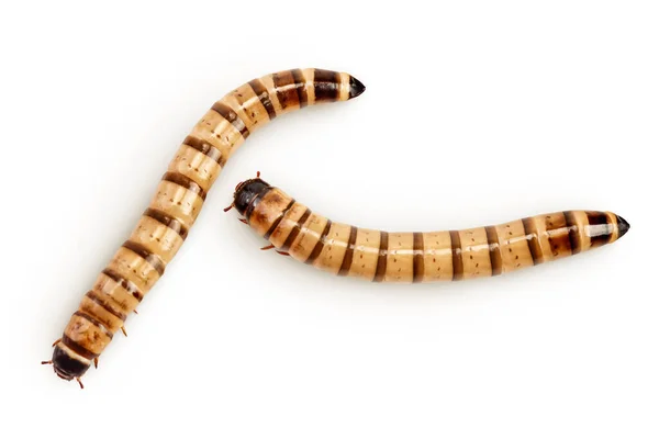 蠕虫幼虫在白色背景下被隔离 异国情调动物的食物顶部视图 平躺在床上 — 图库照片