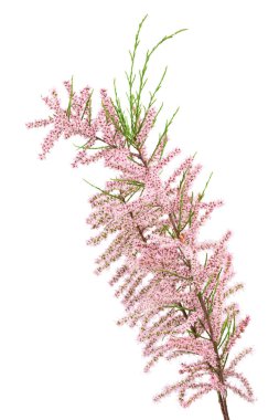 Tamarix 'in beyaz arkaplanda tam derinlikte izole edilmiş dalı.