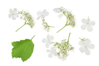 Beyaz arka planda izole edilmiş Viburnum çiçeği. Üst Manzara. Düz yatıyordu