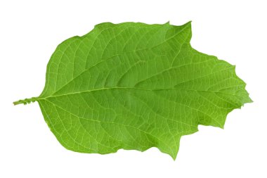 Beyaz arkaplanda yeşil Viburnum yaprağı izole.