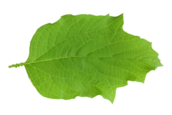 Folha Viburnum Verde Isolada Sobre Fundo Branco — Fotografia de Stock