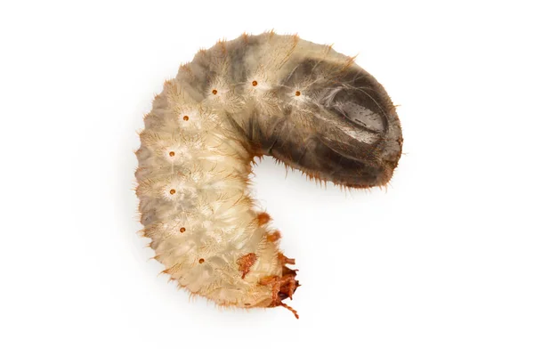 Larva Escarabajo Puede Aislado Sobre Fondo Blanco Larva Cockchafer —  Fotos de Stock