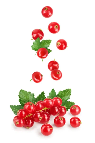Red Currant Berry Isolated White Background — Stock Photo, Image