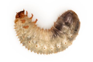 Beyaz arka planda izole edilmiş bir böcek larvası. Saksocu larvası..