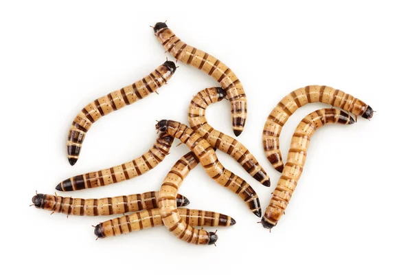Solucanlar Larvası Zophobalar Beyaz Arka Planda Izole Edilmiş Egzotik Hayvanlar — Stok fotoğraf