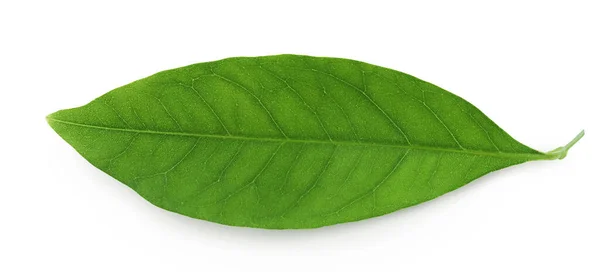 绿色的荔枝叶子在白色的背景上被隔离 顶部视图 平躺在床上 — 图库照片