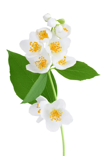 Цветы Жасмина Белом Фоне Полной Глубиной Резкости — стоковое фото
