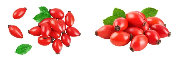 Rose Hip Isolated White Background Full Depth Field Top View — Stock Photo, Image