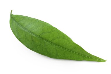 Beyaz arkaplanda yeşil liçi yaprağı izole,