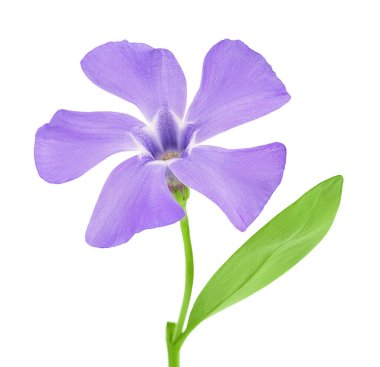 Beyaz arkaplanda yaban menekşesi çiçekleri.