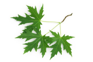 Beyaz arka planda gümüş akçaağaç yaprağı izole edilmiş. Üst Manzara. Düz yatıyordu.