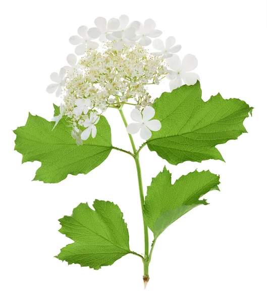 Viburnum Fiore Isolato Uno Sfondo Bianco — Foto Stock