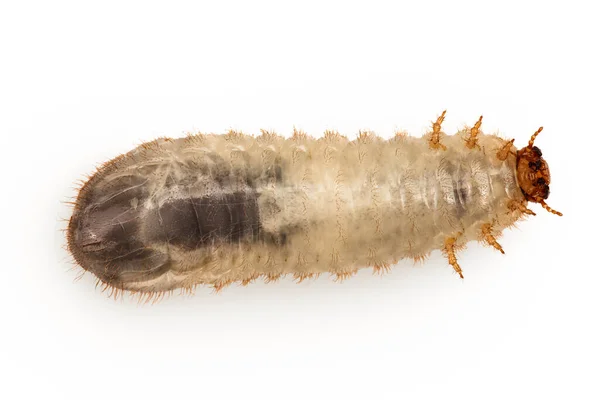 Beyaz Arka Planda Izole Edilmiş Bir Böcek Larvası Saksocu Larvası — Stok fotoğraf