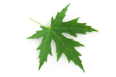 Beyaz arka planda gümüş akçaağaç yaprağı izole edilmiş. Üst Manzara. Düz yatıyordu.