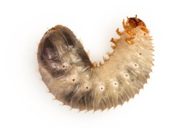 Beyaz arka planda izole edilmiş bir böcek larvası. Saksocu larvası..