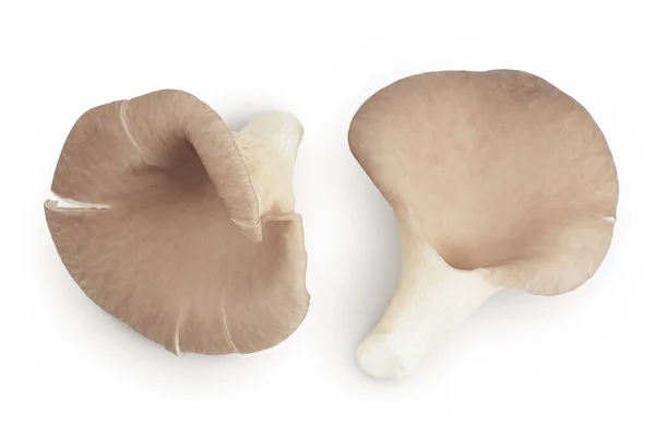 Cogumelos Ostra Isolados Fundo Branco Com Profundidade Total Campo Vista — Fotografia de Stock