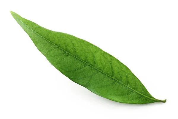 Πράσινο Φύλλο Λίτσι Απομονωμένο Λευκό Φόντο — Φωτογραφία Αρχείου