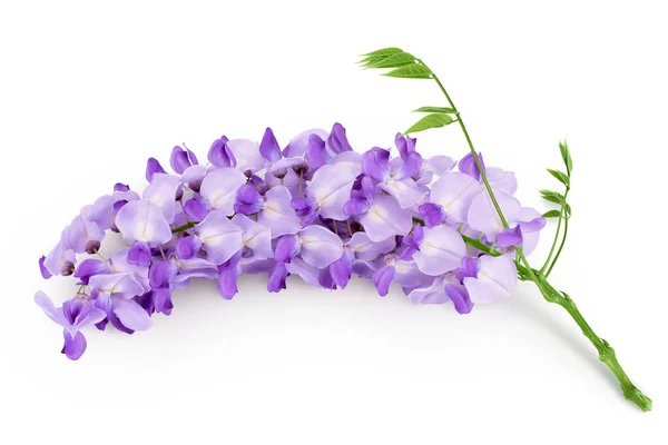 Stock image Wisteria flowers isolated on white background with full depth of field.