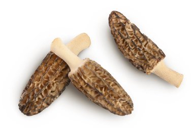 Çiğ morel mantarı beyaz arka planda izole edilmiş, geniş bir alana yayılmış. Üst Manzara. Düz yatıyordu