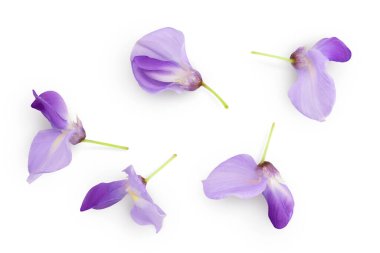Wisteria çiçekleri beyaz arka planda izole edilmiş, geniş bir alana yayılmış. Üst Manzara. Düz yatıyordu