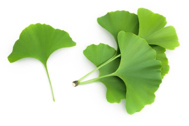Beyaz arkaplanda yeşil ginkgo biloba yaprakları var. Üst Manzara. Düz yatıyordu.