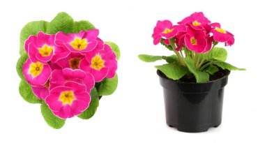 pembe primula polyanthus beyaz izole. Üstten Görünüm. Bahar campanula'lar çiçekleri.