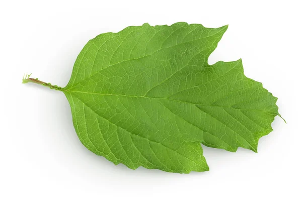 Folha Viburnum Verde Isolada Sobre Fundo Branco — Fotografia de Stock