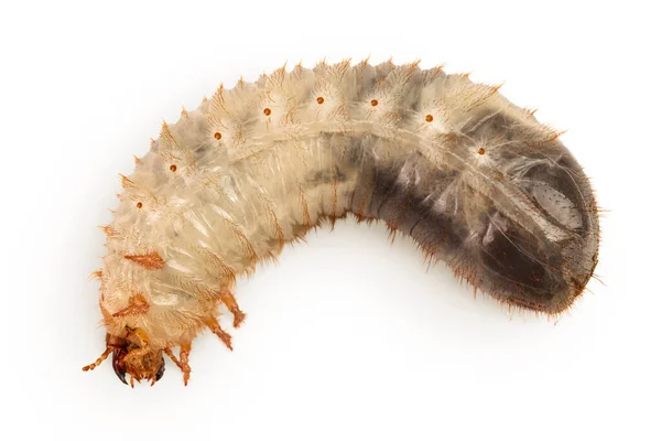 Larva Του Ένα Σκαθάρι Μπορεί Απομονώνονται Λευκό Φόντο Καραβίδα Του — Φωτογραφία Αρχείου